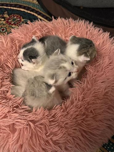 Pişiklər: Yaxşı əllərə — 7