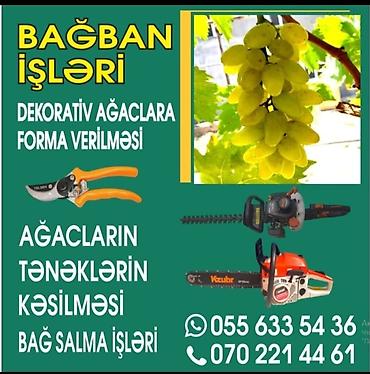 Услуги: Bağban xidməti - Dekorativ ağaclara forma verilməsi (budama, kəsim və — 1