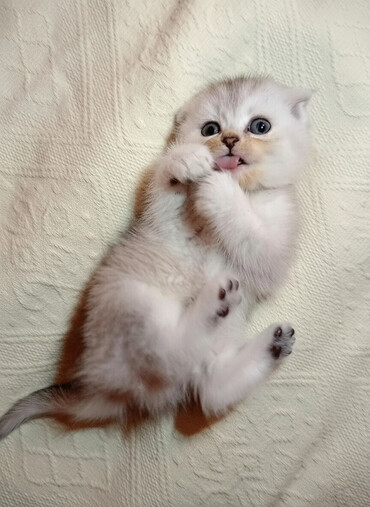 Pişiklər: Şotland yastı qulaq, Erkək, Dişi, Yaxşı əllərə, Ünvandan götürmə, Pulsuz çatdırılma, Ödənişli çatdırılma — 1