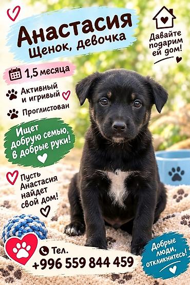 Үй жаныбарлары: 6 айлык, Ургаачы — 4