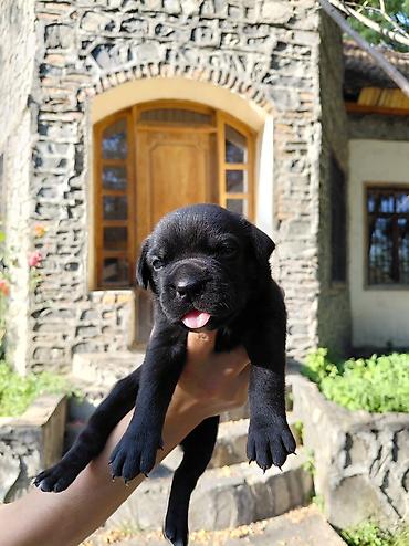 cane corso qiyməti: Kane-Korso, Pulsuz çatdırılma — 5