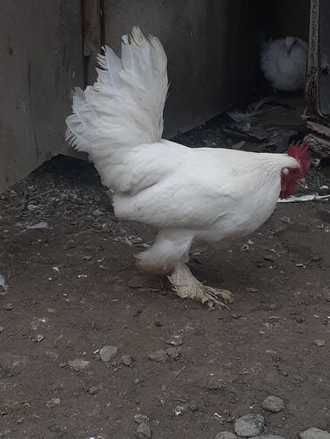 Xoruzlar: Yaponka xoruz 8 alıqdı aktiv sağlam xoruzdu təkdi — 2