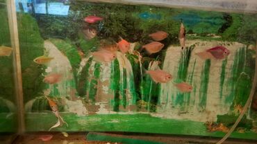 купить аквариум: Glofish, Sülhsevər