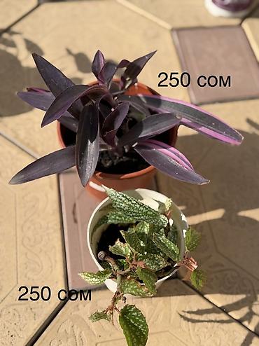 комнатные светы: Продаю домашние растения в горшках - Пилея (Pilea peperomioides) — 3
