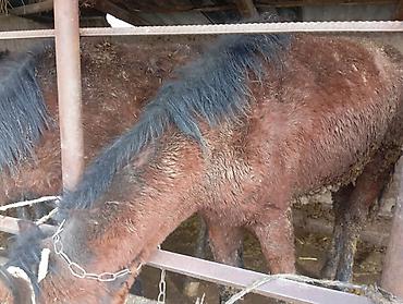 Лошади, кони: Продаю | Жеребец | Для разведения — 7