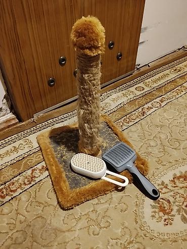 pişik cirmaglama taxtasi: Pişik üçün komplekt: - Dırmaşma və dırnaq itiləmə dirəyi: kvadrat — 1