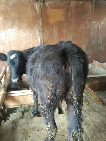 объявления о найденных животных: Сатам | Музоо | Көбөйтүү үчүн