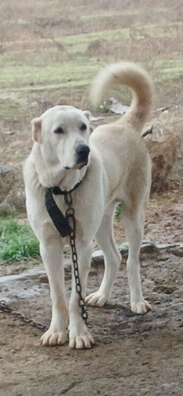 İtlər: Alabay, 8 ay, Erkek, Peyvəndli, Ödənişli çatdırılma — 4