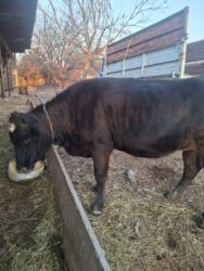 коровы дойный: Сатам | Уй (ургаачы) | Швиц | Көбөйтүү үчүн, Сүт алуу үчүн | Жасалма уруктандырылган