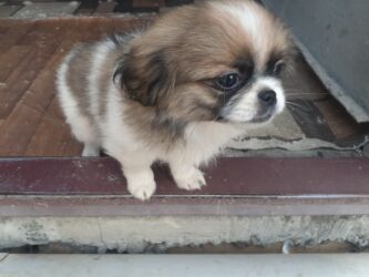 İtlər: Pekines, 1 ay, Dişi, Ödənişli çatdırılma — 3