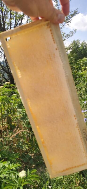 Bal: ELF BEE'S 1977 ECO-PRODUCT FOR HEALTH AND LONGEVITY Tovuzun -da lalafo.az — 15 Bal: ELF BEE'S 1977 ECO-PRODUCT FOR HEALTH AND LONGEVITY Tovuzun — 15