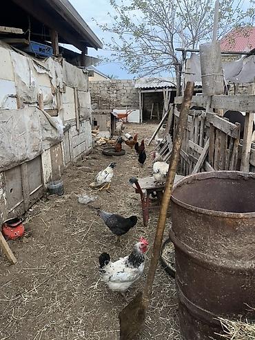qara avstraloq: Toyuq, Yumurtalıq — 5