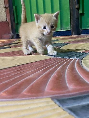 Продажа кошек: Котята от трёхцветной кошки - Помёт из нескольких котят: окрасы на — 4