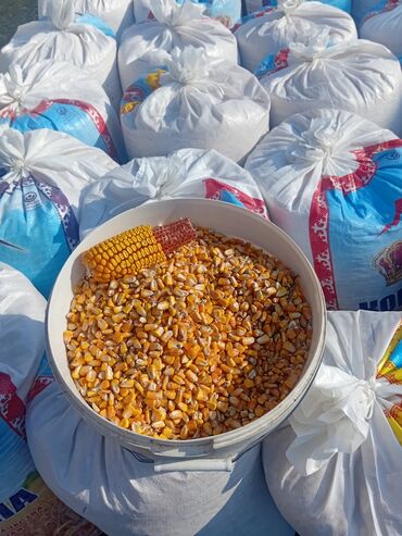 продажа домашних животных: Кукуруза зерновая, очищенная и дроблёная - Желтое кукурузное зерно