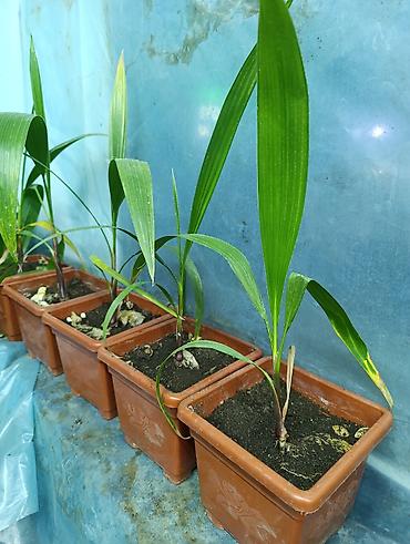 Фикусы: Продаются цветы, разные виды, сорта, большие и маленькие домашние и — 8