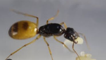пчелы аары: Продаются муравьи вид Camponotus turkestanus, питается сахарным