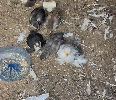 kicik heyvanlar: 5 i 30 aznTemiz yaponka cuceleri Şəkillərdə müxtəlif rəng çalarında — 1