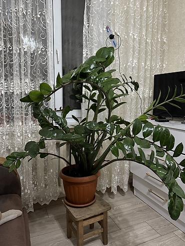 Комнатные растения: Комнатное растения Отличный вариант для тех, кто хочет крупное — 2