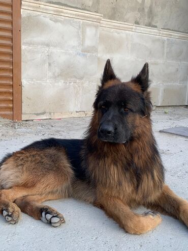 İtlər: Alman çoban iti, 2 ay, Erkek, Peyvəndli — 8