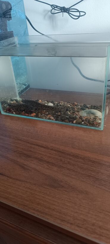 аквариум для черепахи: Аквариум с тритонами и с донным оформлением - Прямоугольный