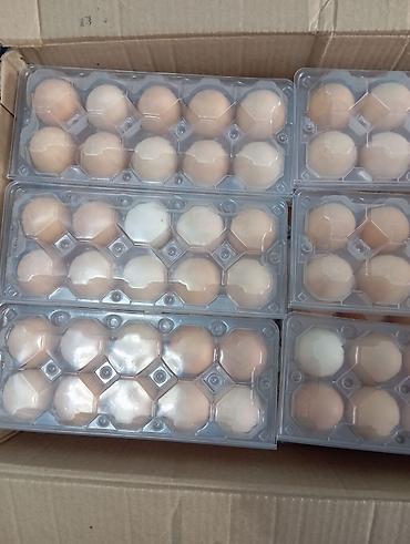 куры несушки: 🥚 ЯЙЦА ПО 10 ШТ. В ГОТОВОЙ УПАКОВКЕ — ОПТОМ! Ищете готовый товар для — 3