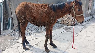 Лошади, кони: Продаю | Кобыла (самка) | Рабочий — 13