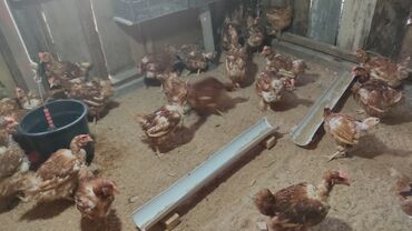Куры, петухи: Продаю | Куры | Домашняя, Леггорн | На забой, Для разведения, Несушки