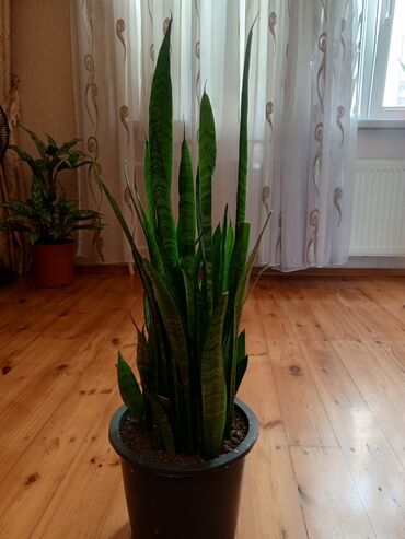 Otaq bitkiləri: Sansevieria (Qaynanadili) – iri ölçülü ev bitkiləri - Növ — 10