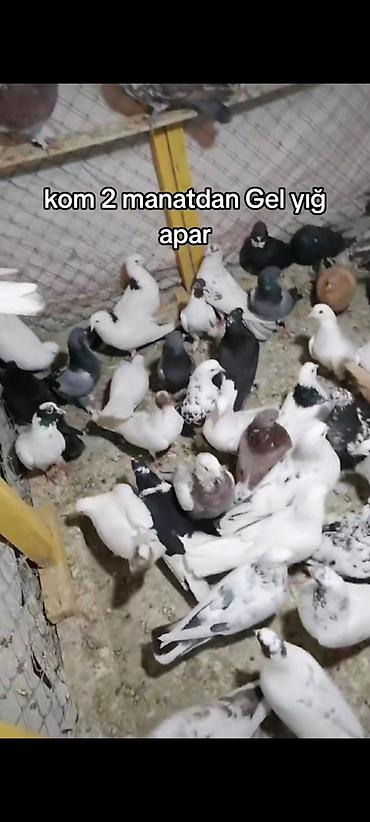 ev qus: : “Kom 2 manatdan – gəl, yığ apar.” ölkədən gedirəm deyə satiram — 1