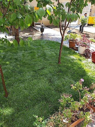 Toxumlar: Qazon yüksək keyfiyyət münasib qiymətə enni yarpaq danimarka toxumu — 2