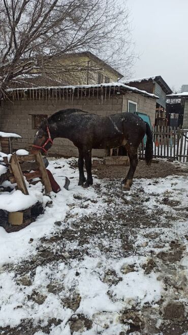 Лошади, кони: Продаю | Жеребенок | Рабочий, Конный спорт — 4