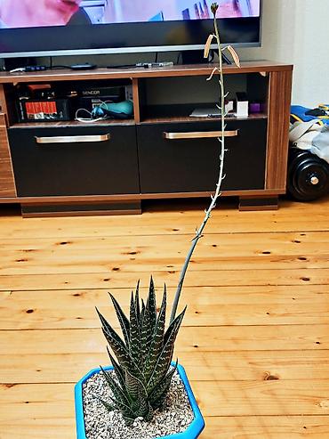 hilba bitkisi: Hibrid aloe "Tiki tahi". Ölçülər- hündürlük bitkinin özü 20 sm, qabla — 5