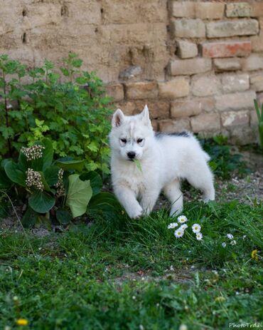 fotelje za pse: Prelepa ženka Sibirskog Haskija starosti 2 meseca, spremna za