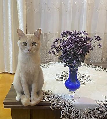 pişik şekli: Şotland, Erkək, Yaxşı əllərə, Ünvandan götürmə — 1