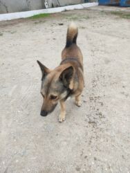 İtlər: Zvonok, 1 il, Erkek — 6