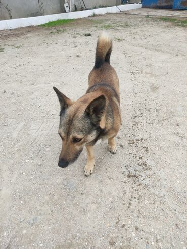 İtlər: Zvonok, 1 il, Erkek — 2