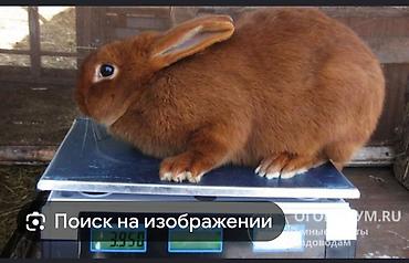 шерс: Продаю | Кролик самец | Новозеландская, НЗК | Для разведения — 1