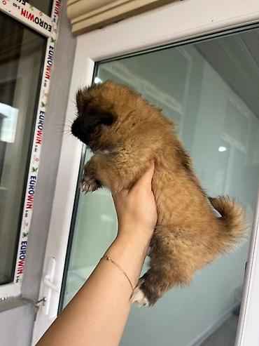 mini spitz: Pekines, 4 ay, Dişi, Ünvandan götürmə — 2