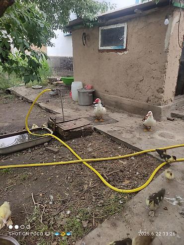 Продажа коттеджей и домов: Дом в ЧолпонАте р-он Хутор на участке более 10соток Продажа, два дома — 5