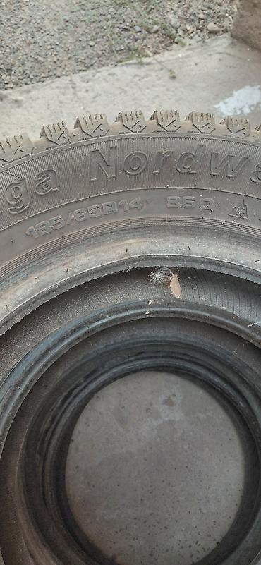 185 65 14: Комплект зимних шин с шипами 185/65 R14 - Марка/модель:Tunga Nirdway — 2