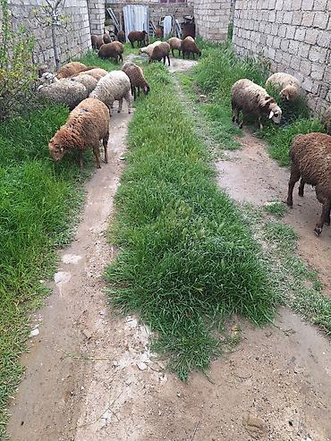 Qoyunlar, qoçlar: Qoyun sürüsü – 20+ baş - Cins: yerli qarışıq (ağ, qəhvəyi və tünd — 8