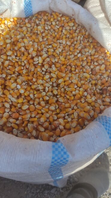 продажа щенков немецкой овчарки в бишкеке с документами: Жугору сатылат рушенный