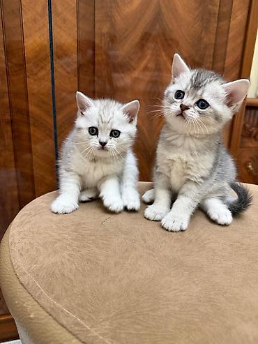 Pişiklər: Tabbi, Erkək, Yaxşı əllərə, Ünvandan götürmə — 8