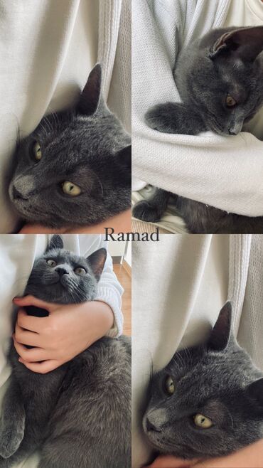 русская синяя кошка: Отдам кота в хорошие руки. Имя: Рамад ( с арабского переводится