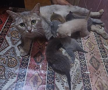 ən ucuz pişiklər: Dişi, Yaxşı əllərə — 4