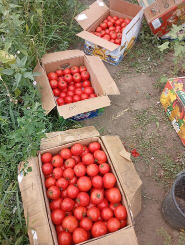 уголь каракече бешсары шабыркуль каражыра доставка бишкек купить: Помидорлор Кызыл