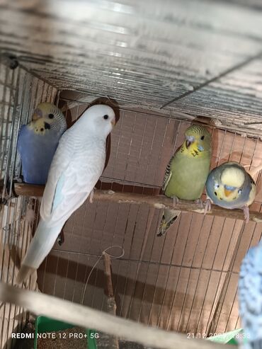 Tutuquşları: Məhsul: Dalmatian/xallı və klassik rəng çeşidlərində nimfa deyil — 3