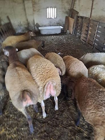 Erkək, il: >10, Damazlıq, Ünvandan götürmə