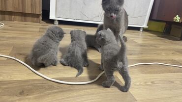 британские голубые котята: Британская короткошёрстная, 1 месяц, Мальчик, Серый, Метис