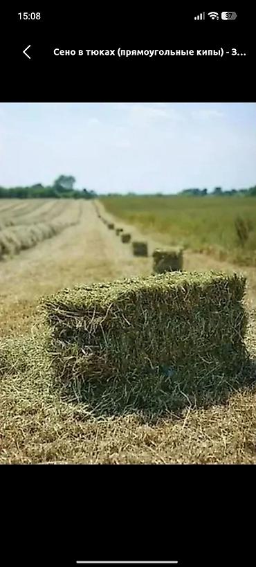 продажа домашних животных: Продаю тюки 100-120штук плотные — 1